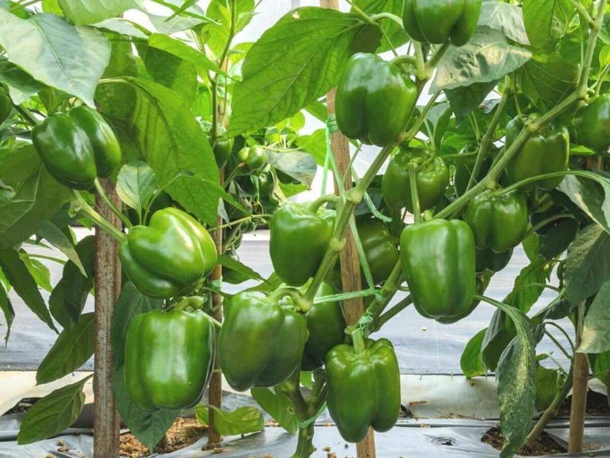 Capsicum Capsicum spp. seeds for garden planting